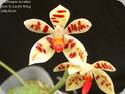 Phal. maculata x cornu cervi